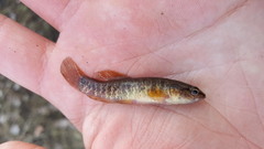Umbra limi