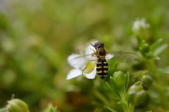 Toxomerus vertebratus