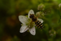 Toxomerus vertebratus