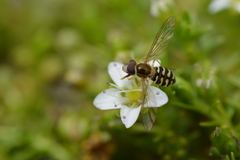 Toxomerus vertebratus