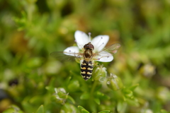 Toxomerus vertebratus