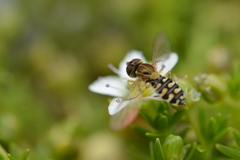 Toxomerus vertebratus
