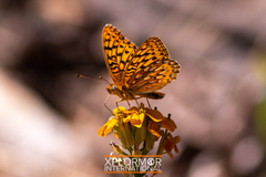 Speyeria callippe macaria