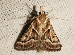 Stemmatophora borgialis