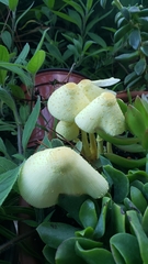 Leucocoprinus birnbaumii image