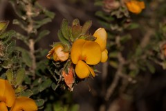 Pultenaea rostrata
