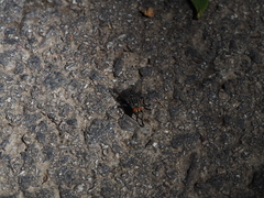 Sarcophaga variegata