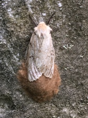 Lymantria dispar dispar