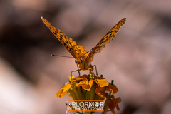 Speyeria callippe macaria