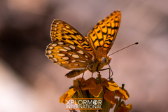 Speyeria callippe macaria