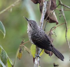 Campylorhynchus turdinus
