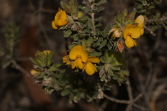 Pultenaea rostrata