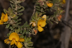 Pultenaea rostrata