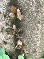 Lymantria dispar dispar