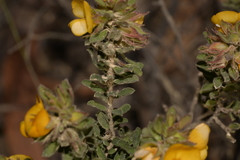 Pultenaea rostrata