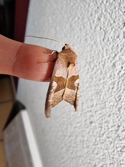 Phlogophora wollastoni