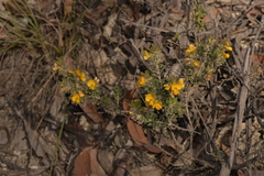 Pultenaea rostrata