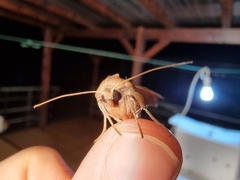 Phlogophora wollastoni