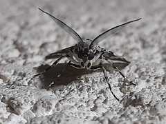 Eucereon myrina