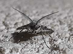 Eucereon myrina