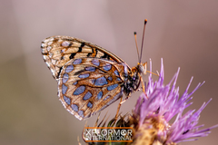 Speyeria callippe macaria