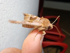 Phlogophora wollastoni