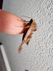 Phlogophora wollastoni