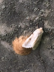 Lymantria dispar dispar