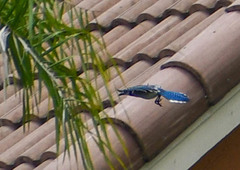 Cyanocitta cristata image