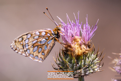 Speyeria callippe macaria