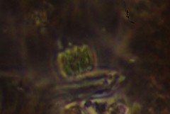 Scenedesmus
