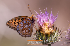 Speyeria callippe macaria