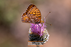 Speyeria callippe macaria