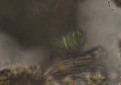 Scenedesmus