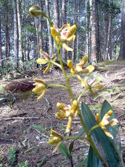 Prosthechea
