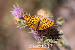 Speyeria callippe macaria