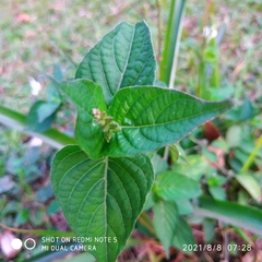 Asystasia gangetica