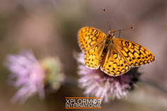 Speyeria callippe macaria
