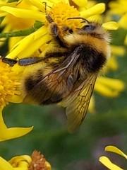 Bombus