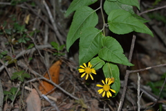 Leptocarpha rivularis