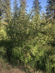 Crataegus castlegarensis