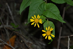 Leptocarpha rivularis