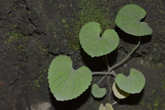 Dioscorea humilis