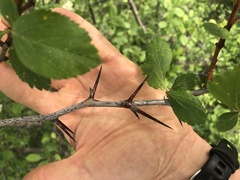 Crataegus castlegarensis