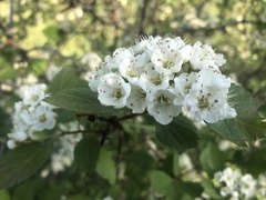 Crataegus castlegarensis