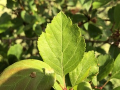 Crataegus castlegarensis