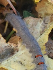 Phyllodesma americana