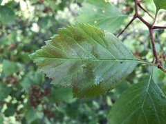 Crataegus castlegarensis