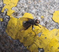 Sarcophaga variegata