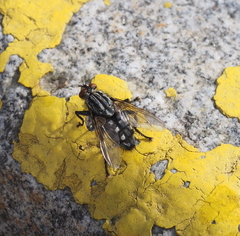 Sarcophaga variegata